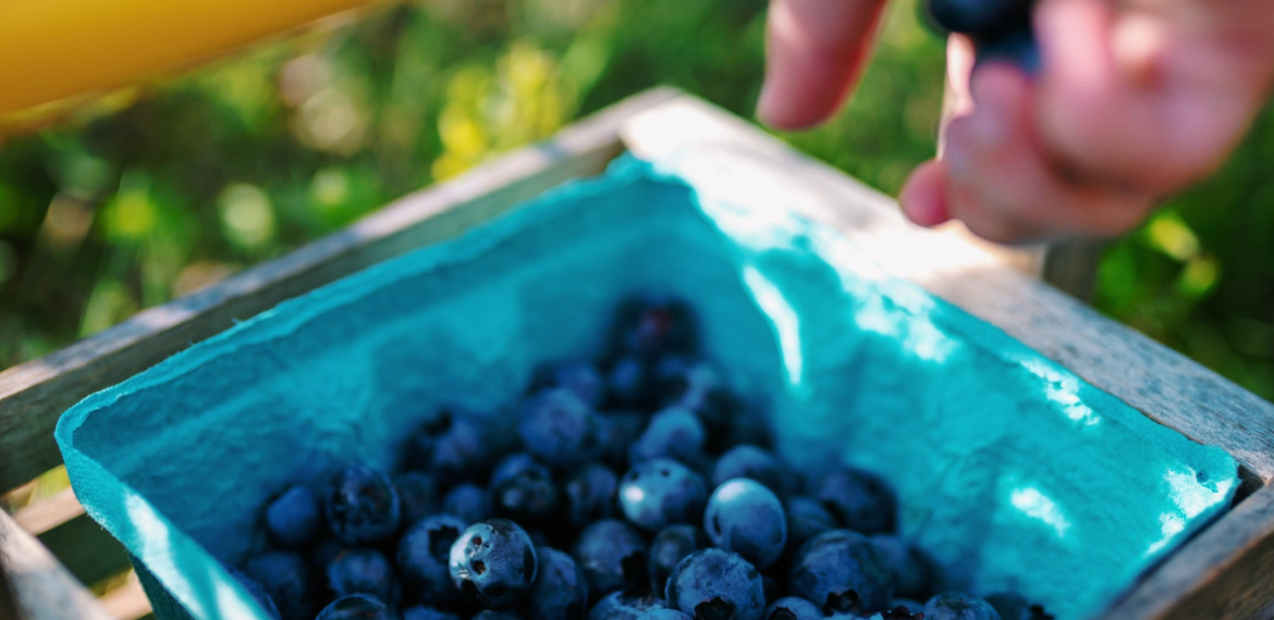 Maine blueberries